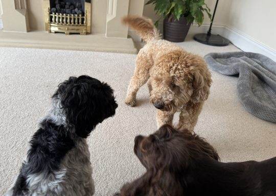 Dogs boarding at charlottes canine creche