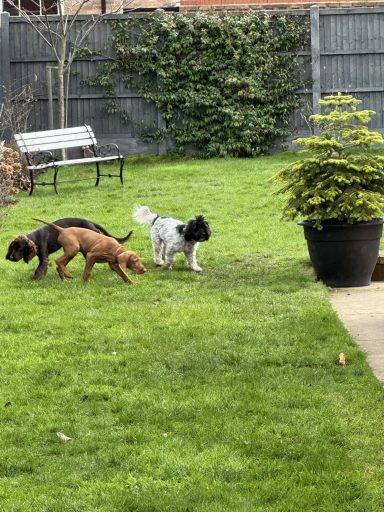 happy dogs boarding and daycare doncaster