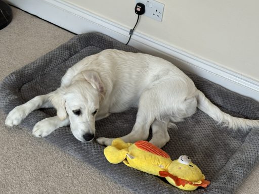 dog boarding in edenthorpe doncaster