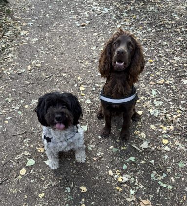 family dogs at charlottes canine creche dog daycare and home boarding